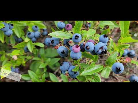 Wild blueberries in NL