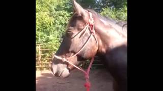 Blackhawk 8/23/15 Lexington, NC