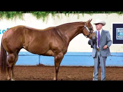 2017 AQHA 2-Year-Old Mares