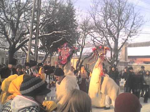 Capra din Miroslovesti.wmv