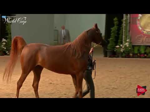N.122 SANGRIA PA - LAS VEGAS 2019 - Arabian World Cup Junior Mares ATH (Class 102).mp4
