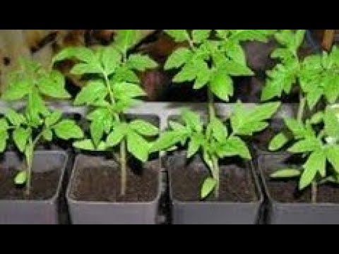 Načini sjetve i uzgoja rasada paradajza za male bašte