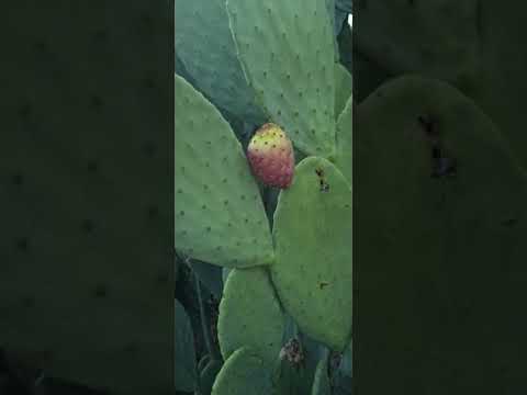 Cosechando las Tunas - La Cañada - Santiago del Estero