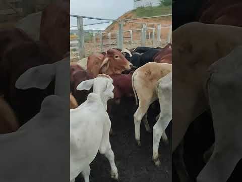 FEIRA DO GADO EM CIPÓ BA