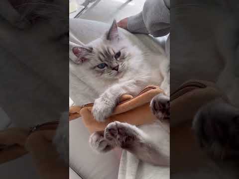 필통이 장난감보다 좋은 고양이