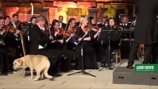 Turkish dog's virtuoso solo steals hearts at classical concert