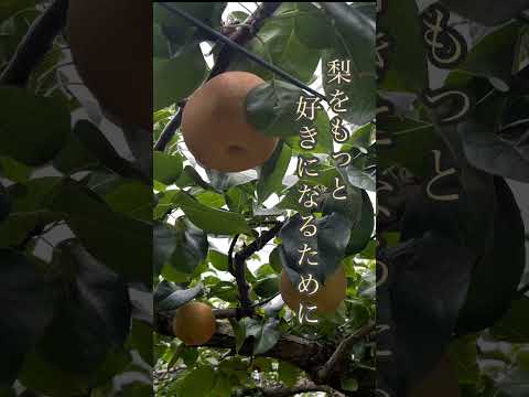 千葉県八千代市の梨が旅立つまで 前編