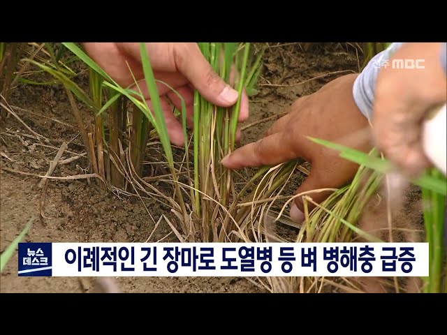 긴 장마에 벼병해충 급증