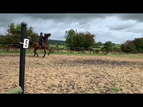 17hh TB Gelding -- Sweet, Kind and Genuine - Image 2