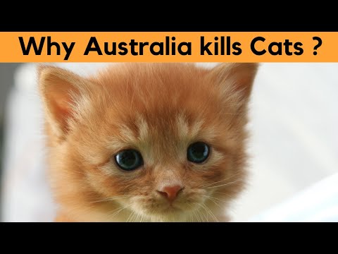 War on Cats | Why Australia is hunting feral cats ?