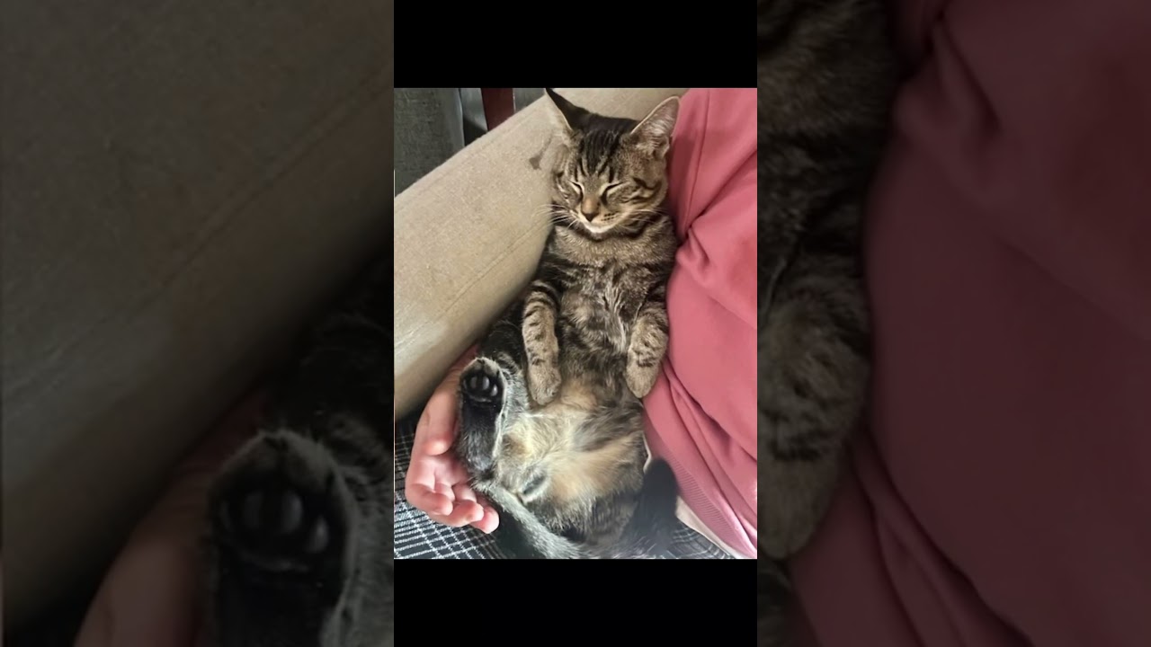 Loki (watch video) loves to be held , a ADOPTABLE Domestic Short Hair in Rockledge, FL video 5/5