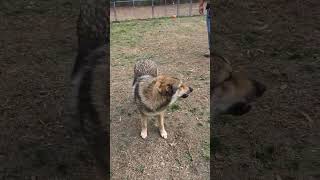 Video preview image #1 German Shepherd Dog Puppy For Sale in Murfreesboro, NC, USA