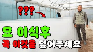 고추만 60년 재배!! 고추 명인의 묘 이식 노하우!! ㅣ 유기농 고추 묘 이식 ㅣ 고추 묘 이식 방법