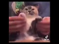 Calico Cat Dancing To Rapp Snitch Knishes Instrumental 1 Hour
