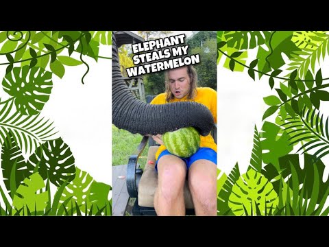 Elefant stiehlt meine Wassermelone! #SHORTS