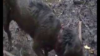 Xenia (Hund) nimmt Schlammbad 