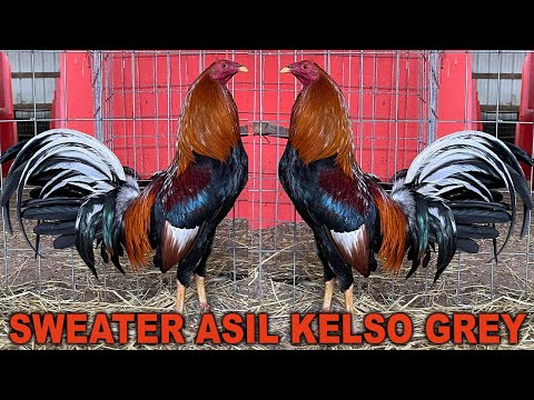 Pure Col Givens Hatch Asil Sweater Kelso RED NEWARK FARM - Beautiful Birds Farm Visit