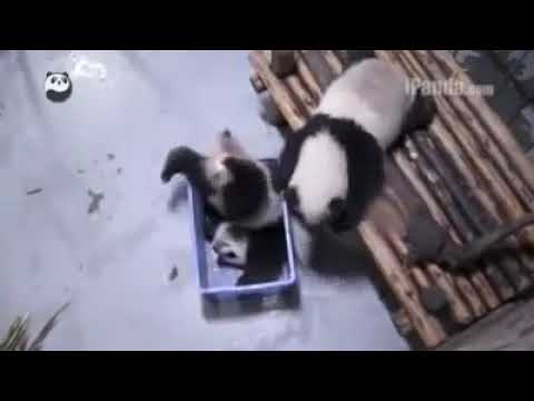 Cute Panda got lost in a basket funny