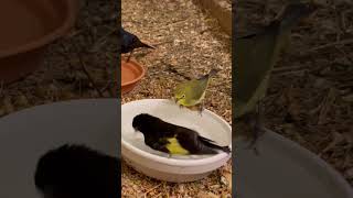 Download lagu Black Siskin | White eye zosterops mp3