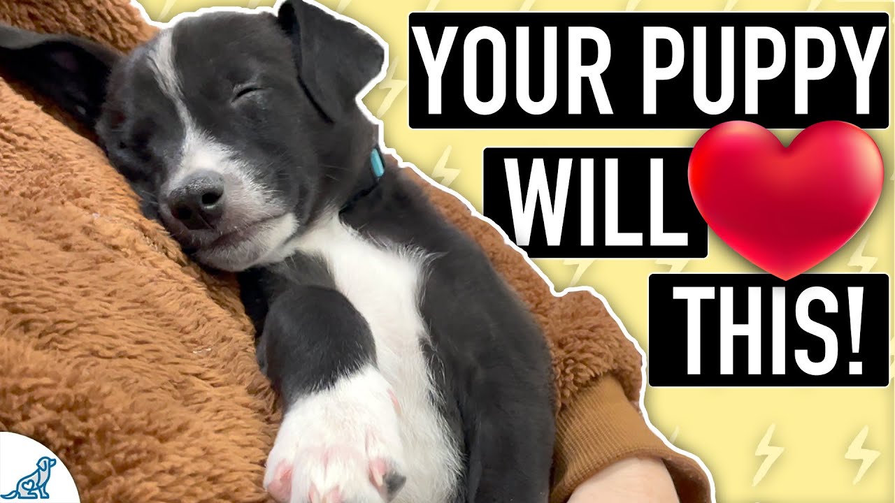 Do You Have A HYPER Puppy That Never Gets Tired?