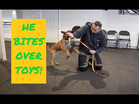 How to PLAY with your MALINOIS puppy