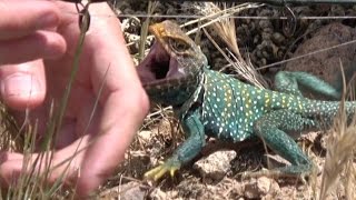 4K Lightning Fast Lizard Attacks Me With Velociraptor Viciousness. Herping Travel Fishing Fun.