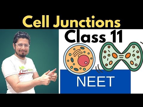 Cell junctions class 11 | tight junction, gap junction and desmosomes - YouTube