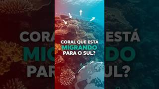 🌊🪸 O Coral que “Migra” para Águas Mais Frias #CoralMigra #MudançaClima #CuriosoÉTu #Recife