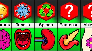 Comparison: Different Organs And What They Do