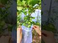 To Keep Your Fruits And Vegetables Safe Satisfying Agriculture Farming