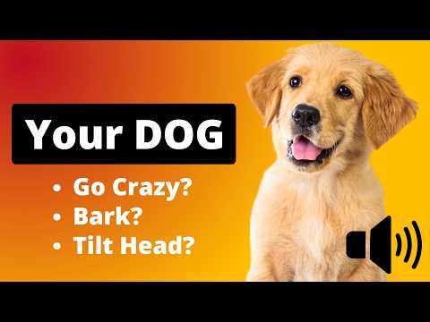Top 20 Sounds Dogs Love 🐶 That Make Them Bark, Tilt Head &amp; Go Crazy!