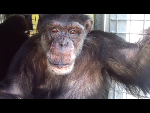 El rescate épico de Joe el #chimpancé