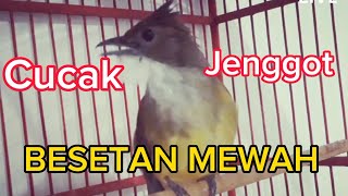 Download lagu Masteran Wajib / Cucak Jenggot Gacor Beset mp3 Download lagu Masteran Wajib / Cucak Jenggot Gacor Beset mp3
