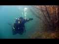 Picture taken during the dive