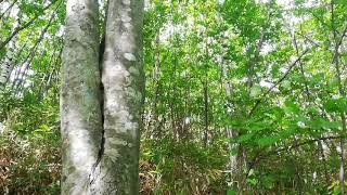 HEALING TIME in forest