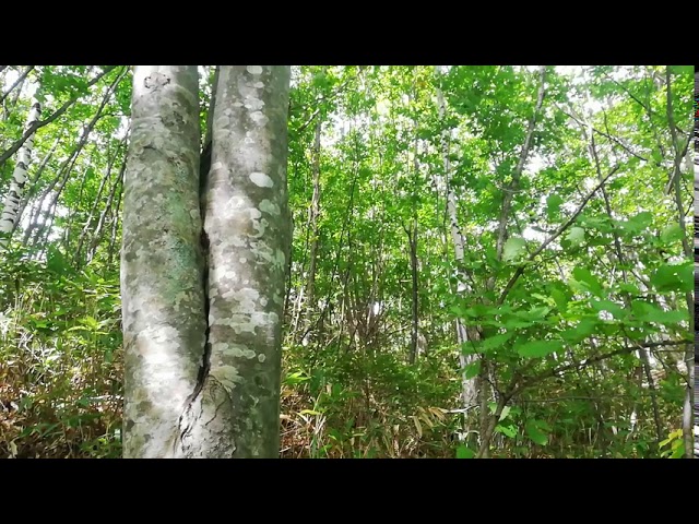 HEALING TIME in forest