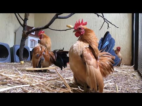 , title : 'دجاج سيراما ماليزي | serama chickens'
