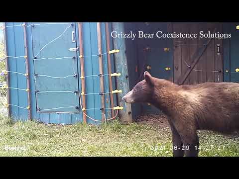 Young black bear meets electric fence