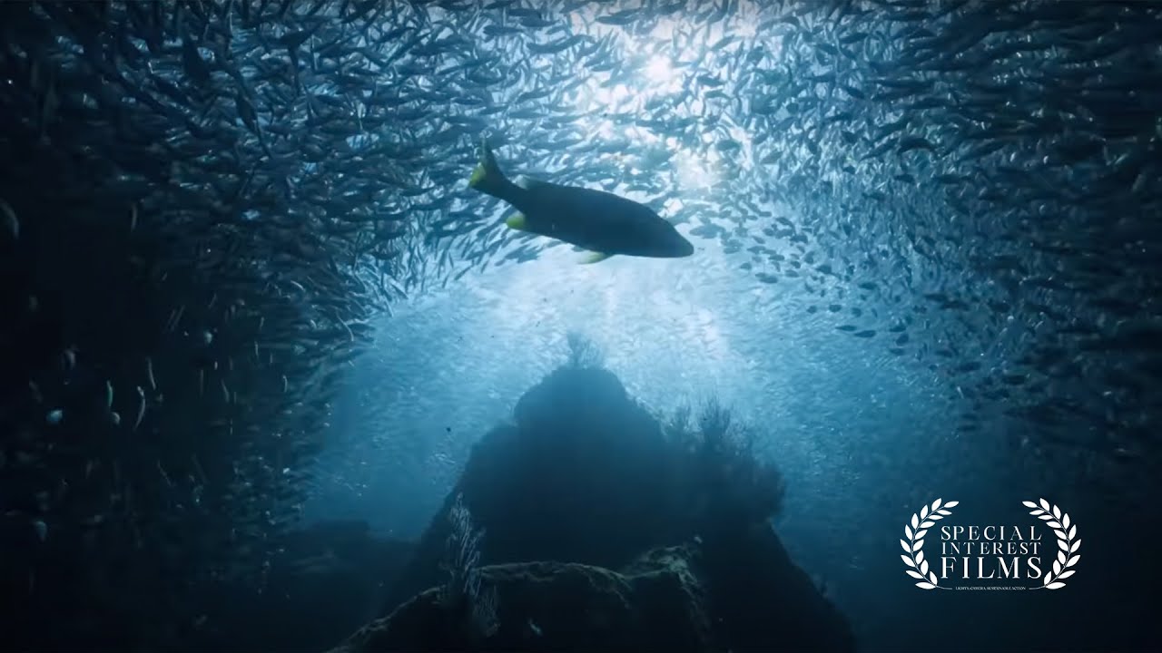 Charting the Future: Terradepth's Revolutionary Ocean Data Solution