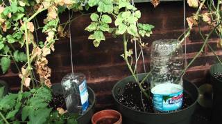 Container Gardening Season 2 - Week 24: Back from Vacation