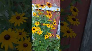 #shorts #blackeyedsusan  #rudbeckia  Black eyed Susan