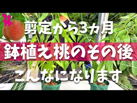 ステップバイステップ: 石から果樹を育てるには?  庭園