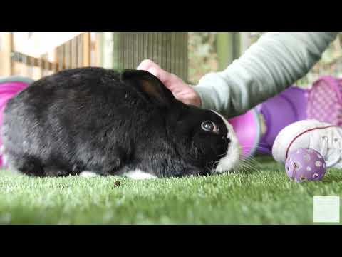 Rabbit Boarding Northern Ireland