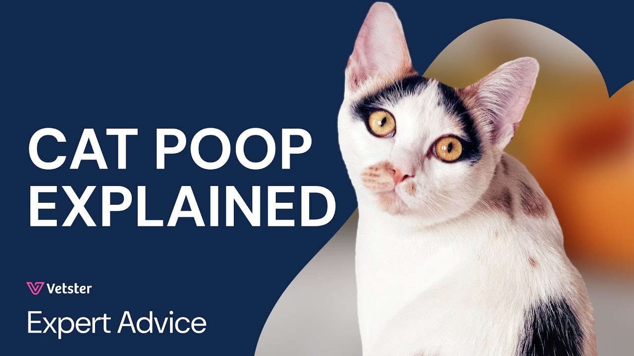 YouTube video preview