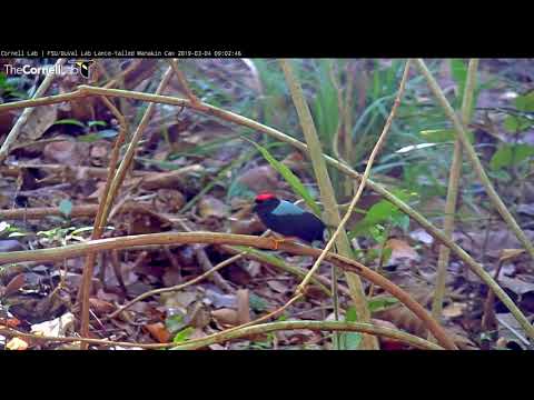 First Visit of 2019 on the Lance-tailed Manakin Cam | Cornell Lab