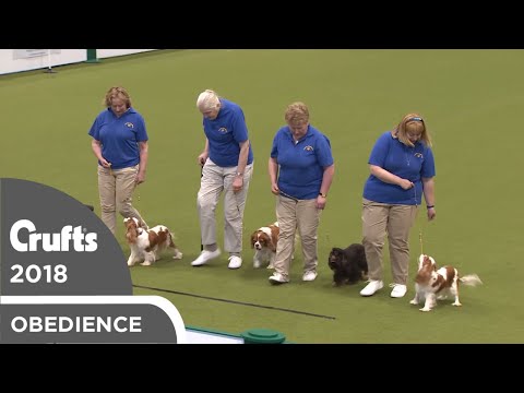 Obreedience - Canny Cavaliers | Crufts 2018