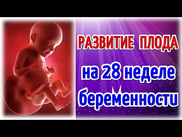 Что происходит на 28 неделе. Узи на 28 неделе беременности фото плода. Узи 28 недель беременности. Что происходит на 28 неделе. Размер малыша на 8 неделе беременности.