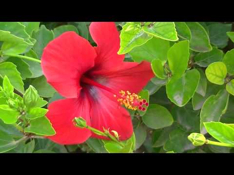 Hibisco o pacífico: Hibiscus rosa-sinensis
