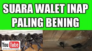 Download lagu Suara Walet Inap Paling Jernih. #budidayawalet. #suarainap# waletkalimantan. mp3