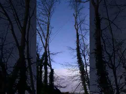 Span rigging on some Ash trees #treework #rigging #arb #2023 #shorts #tips #rope #february #winning